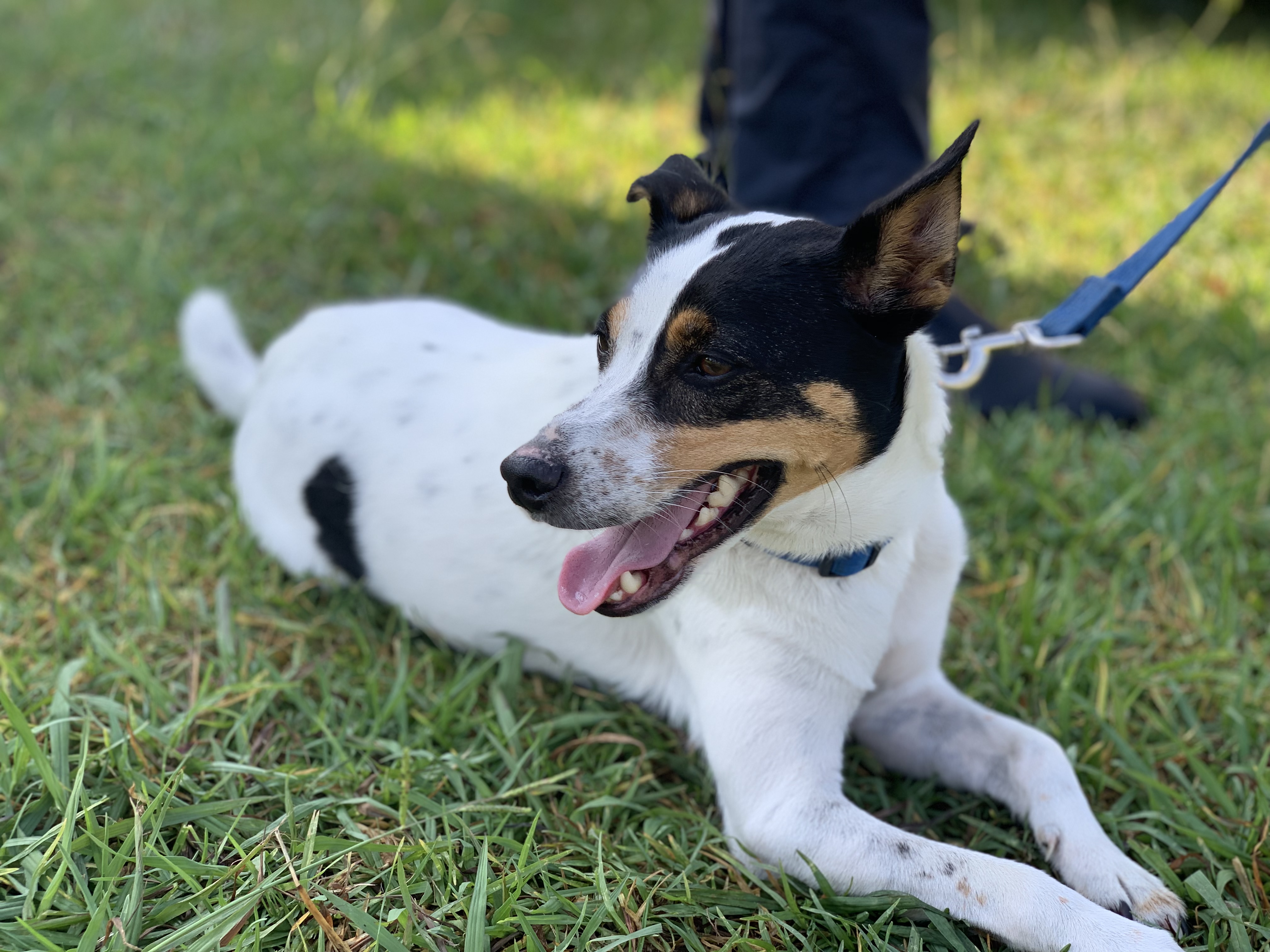 A black and white spotted dog with its tongue out lying on grass with its two legs stretched out in front. The dog has a blue collar and leash. 